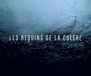Les requins de la colère de Jérôme Delafosse (Documentaire sur le massacre de requin, 2015)