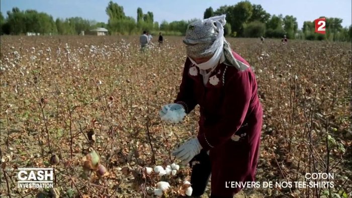 Coton : l’envers de nos tee-shirts