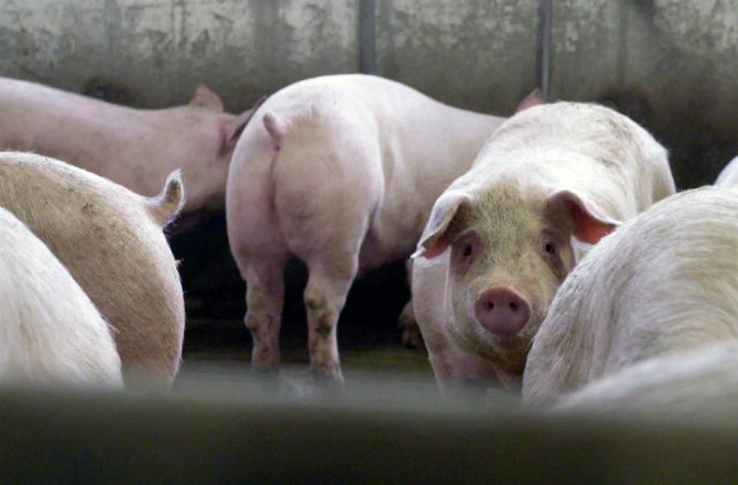 Le vrai coût de la viande pas chère