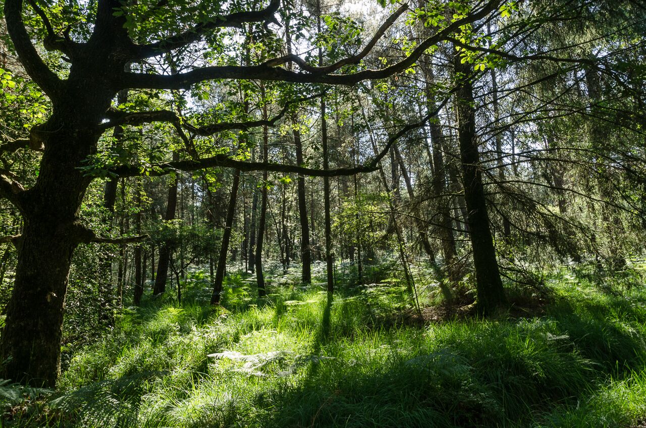 Photographies de la forêt de Paimpont-Brocéliande