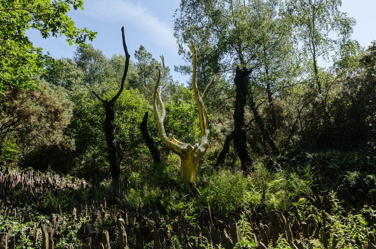 Photographies de la forêt de Paimpont-Brocéliande