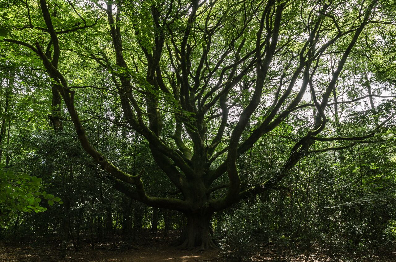 Photographies de la forêt de Paimpont-Brocéliande