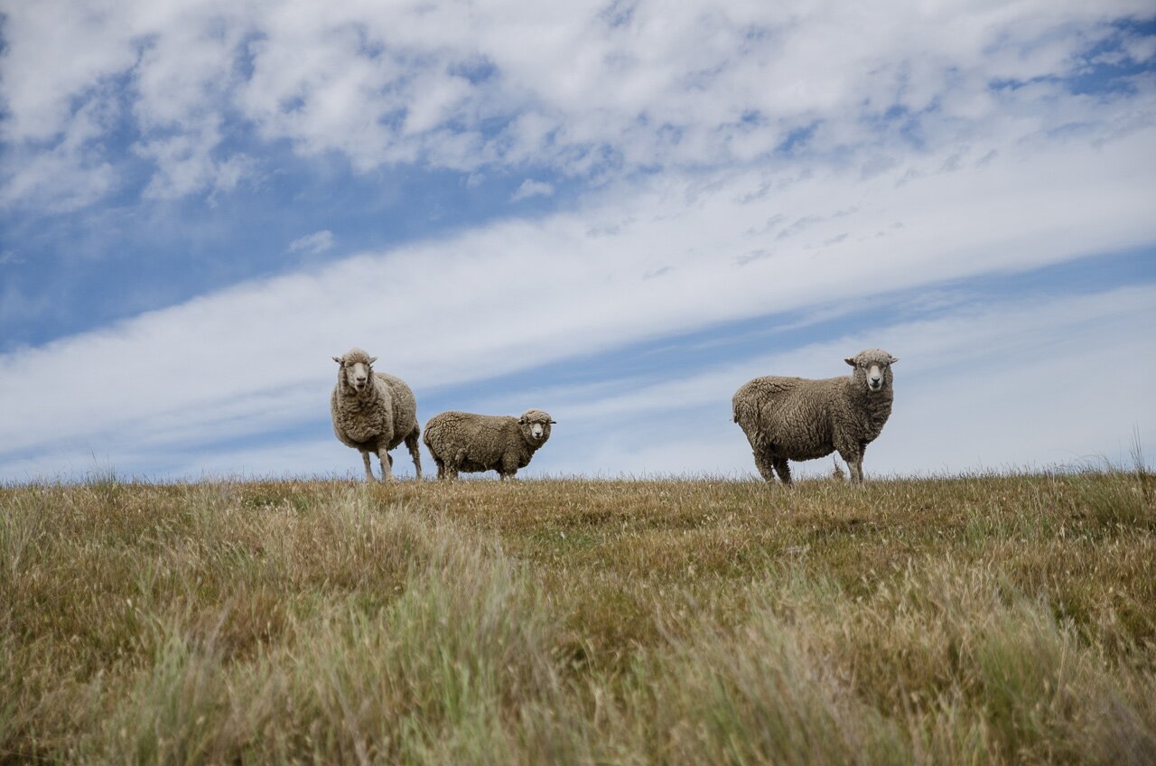 Photographies de l'Ile du Sud de la Nouvelle Zélande