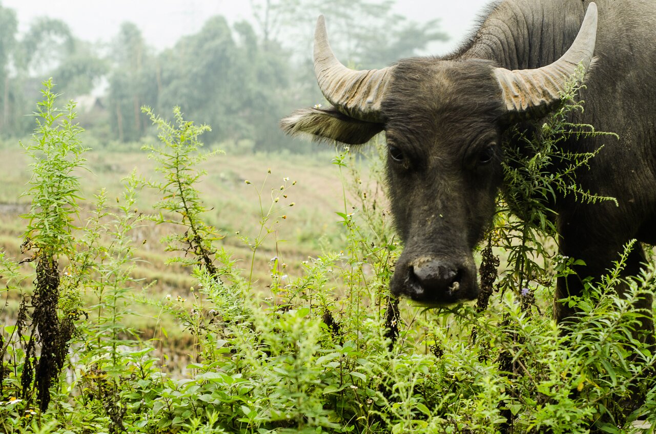 Photographies de Sapa au Vietnam